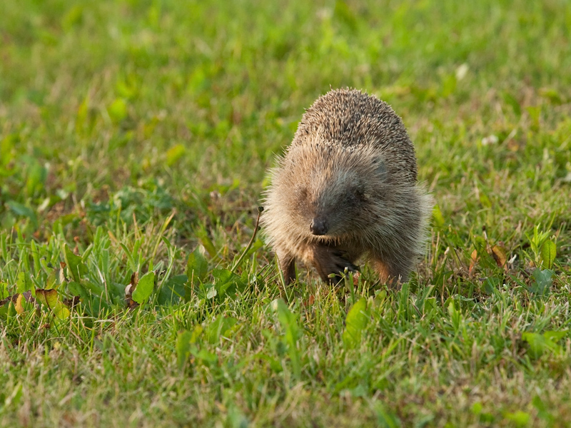 Erinaceus europaeus Egel European Hedgehog